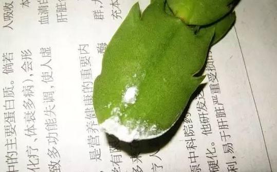 適合室內(nèi)養(yǎng)的花